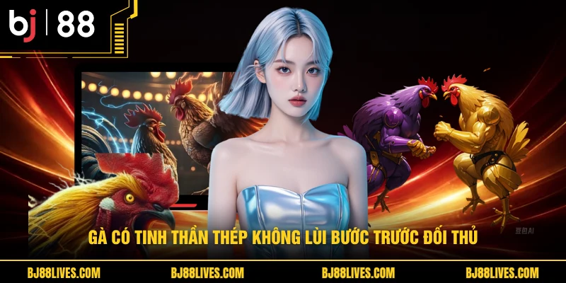 Gà có tinh thần thép không lùi bước trước đối thủ